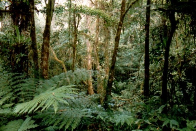 Regenwald auf Bali
