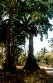 Tree at Lombok