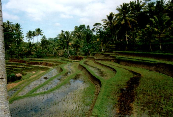 Terraces of rice